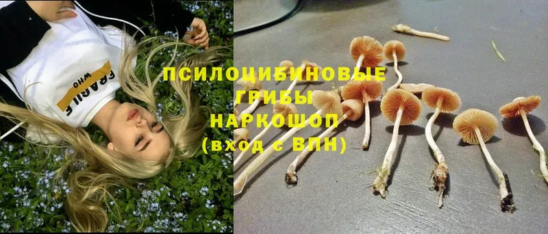 что такое   Нарткала  Галлюциногенные грибы Magic Shrooms 